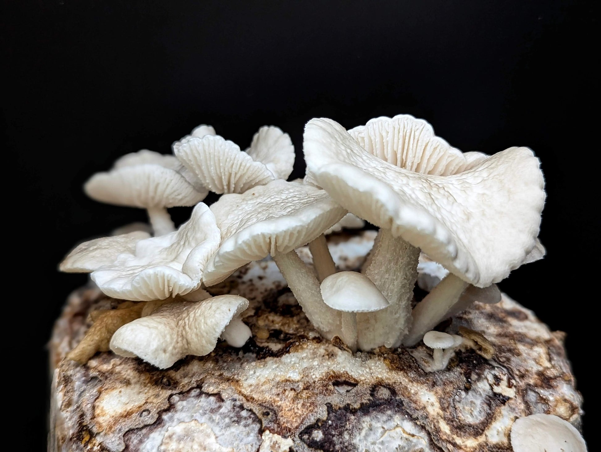 Porcelain Fungus/Mushroom Strain (Oudemansiella mucida) - Best Quality, Fresh Mushroom Mycelium Spawn Medifungi