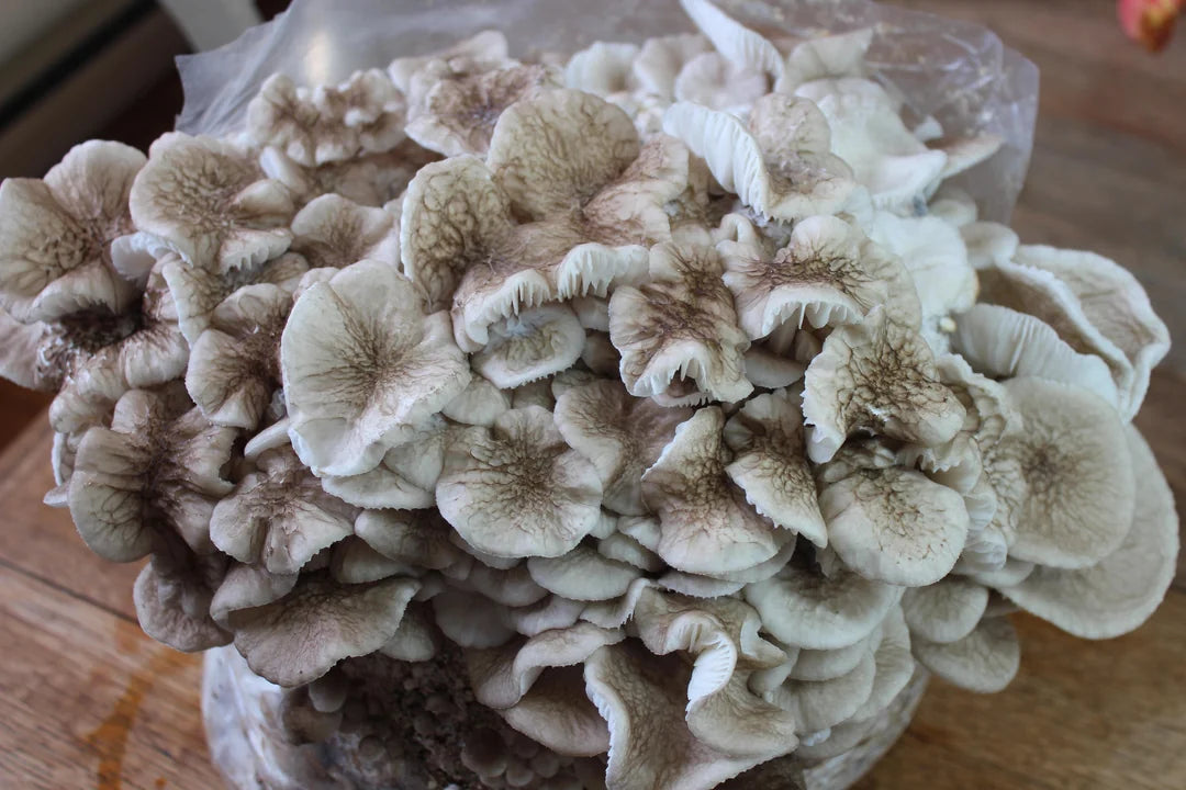 Porcelain Fungus/Mushroom Strain (Oudemansiella canarii) - Best Quality, Fresh Mushroom Mycelium Spawn Medifungi