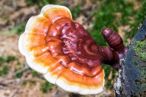 Red Reishi / Lingzhi mushroom strain (Ganoderma lucidum) - best quality, fresh, mushroom mycelium spawn