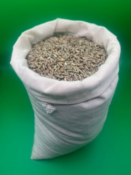 Rye Grain - For resiliant, consistent mycelium growth - Medifungi