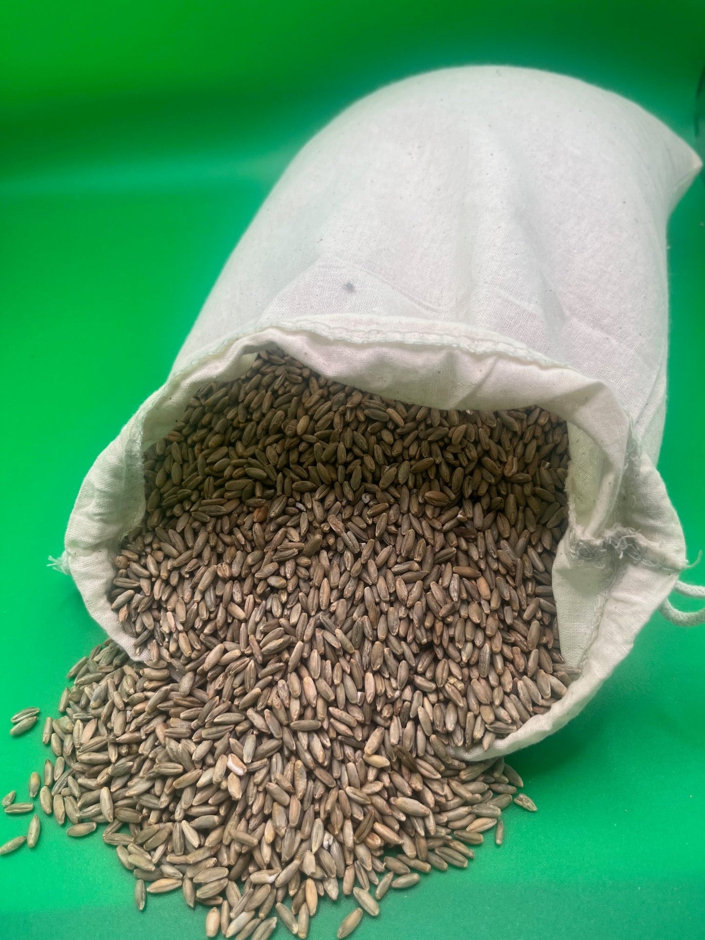 Rye Grain - For resiliant, consistent mycelium growth - Medifungi