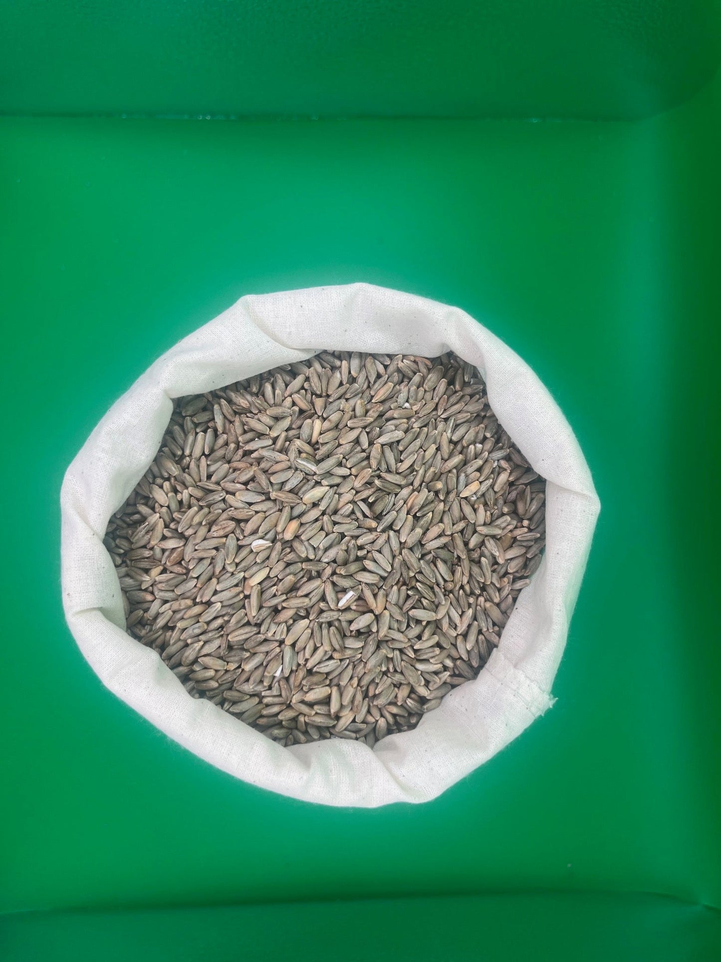 Rye Grain - For resiliant, consistent mycelium growth - Medifungi