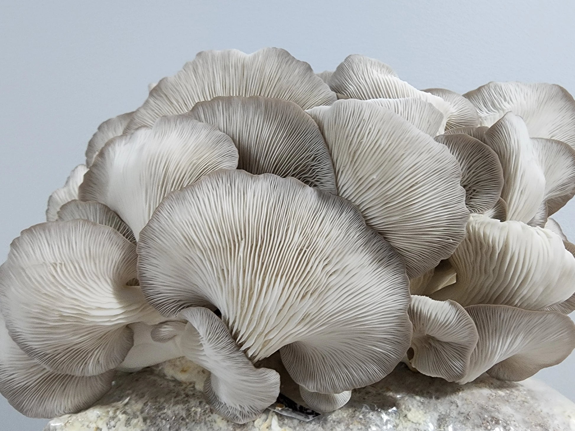 Sajor-caju Oyster Mushroom Strain (Pleurotus sajor-caju) - Best Quality, Fresh Mushroom Mycelium Spawn (Copy) Medifungi