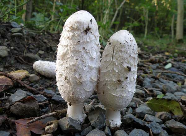 Shaggy Ink Cap / Shaggy Mane / Lawyer's wig mushroom strain (Coprinus comatus) - best quality, fresh, mushroom mycelium spawn