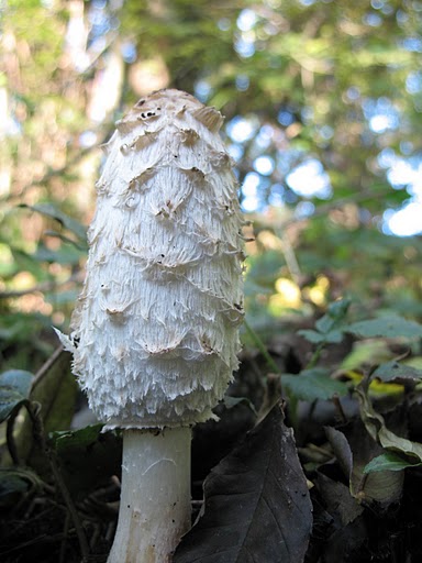 Shaggy Ink Cap / Shaggy Mane / Lawyer's wig mushroom strain (Coprinus comatus) - best quality, fresh, mushroom mycelium spawn