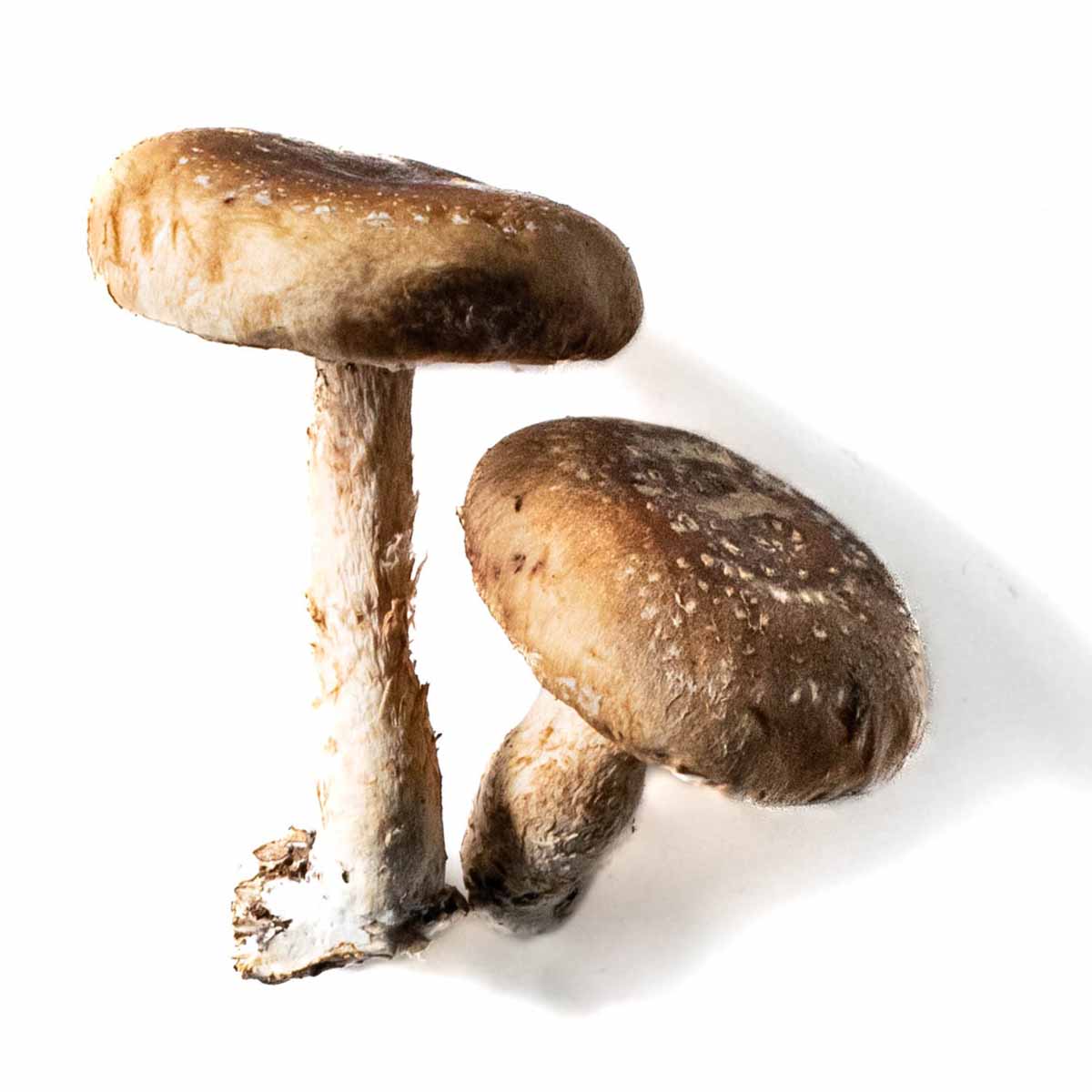 Shiitaki mushroom strain (Lentinula edodes) - best quality, fresh, mushroom mycelium spawn
