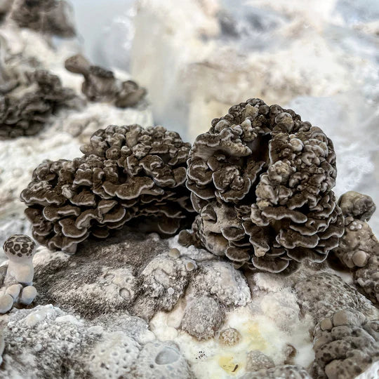 Maitake mushroom strain (Grifola frondosa) - best quality, fresh, mushroom mycelium spawn