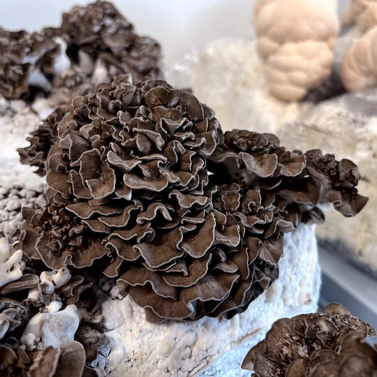 Maitake mushroom strain (Grifola frondosa) - best quality, fresh, mushroom mycelium spawn
