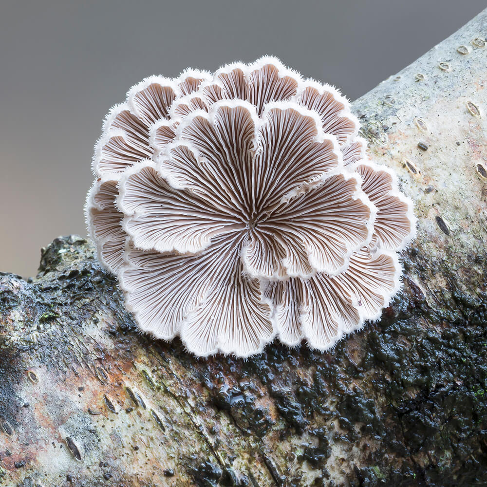 Split Gill Mushroom Strain (Schizophyllum commune) - Best Quality, Fresh Mushroom Mycelium Spawn Medifungi
