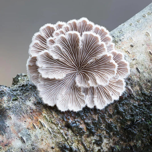 Split Gill Mushroom Strain (Schizophyllum commune) - Best Quality, Fresh Mushroom Mycelium Spawn Medifungi