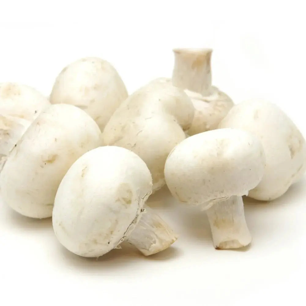 Souche de champignon Tarragon Oyster (Pleurotus euosmus) - meilleure qualité, frais, mycélium de champignon