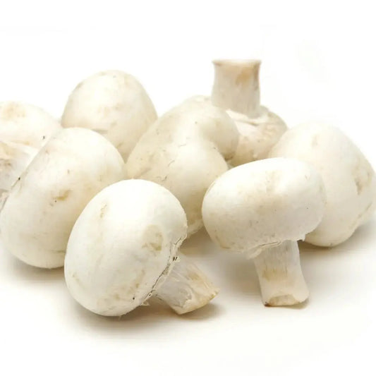 Souche de champignon Tarragon Oyster (Pleurotus euosmus) - meilleure qualité, frais, mycélium de champignon