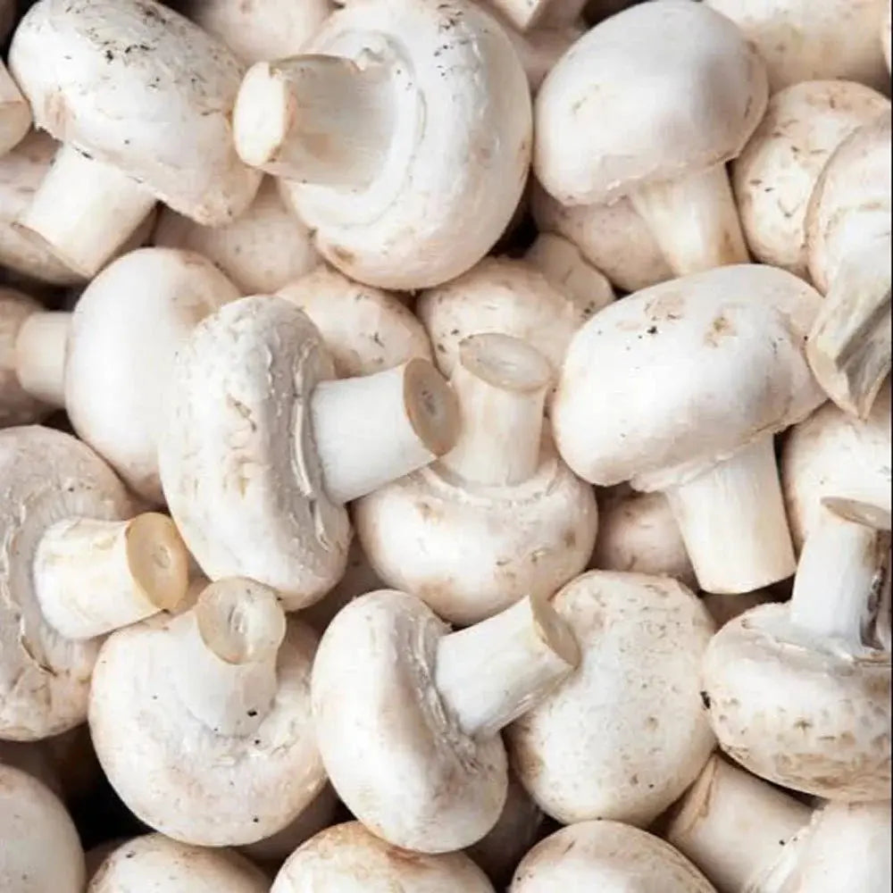 Souche de champignon Tarragon Oyster (Pleurotus euosmus) - meilleure qualité, frais, mycélium de champignon