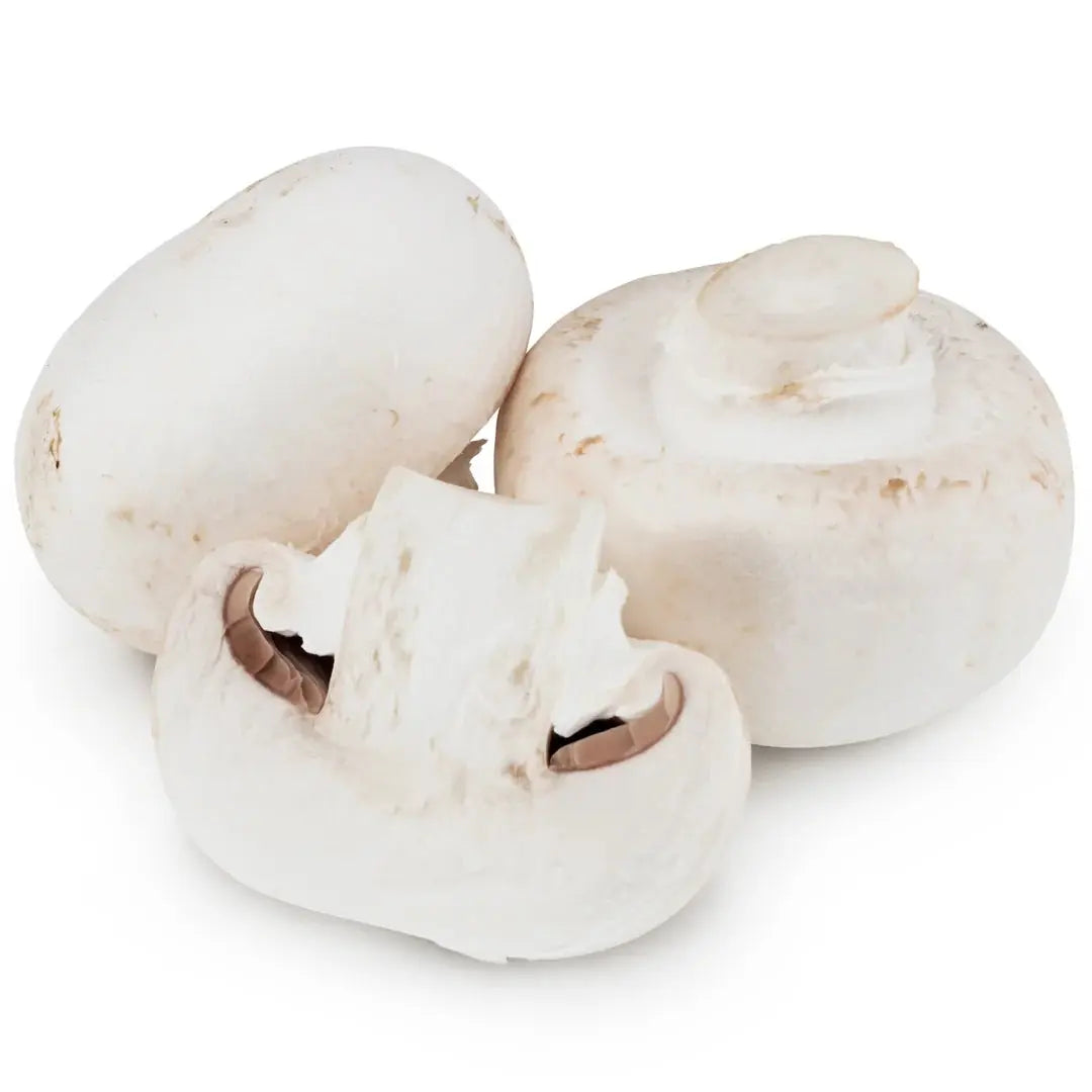 Souche de champignon Tarragon Oyster (Pleurotus euosmus) - meilleure qualité, frais, mycélium de champignon