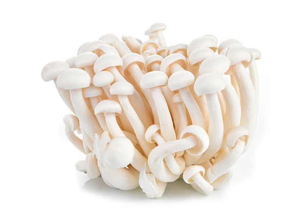 White Shimeji mushroom strain (Hypsizygus tessellatus) - best quality, fresh, mushroom mycelium spawn