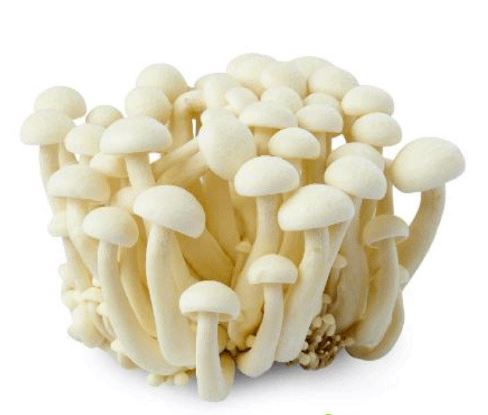 White Shimeji mushroom strain (Hypsizygus tessellatus) - best quality, fresh, mushroom mycelium spawn