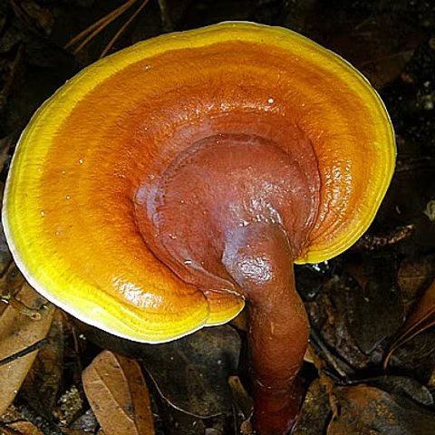 Yellow Reishi mushroom strain (Ganoderma curtisii) - best quality, fresh, mushroom mycelium spawn