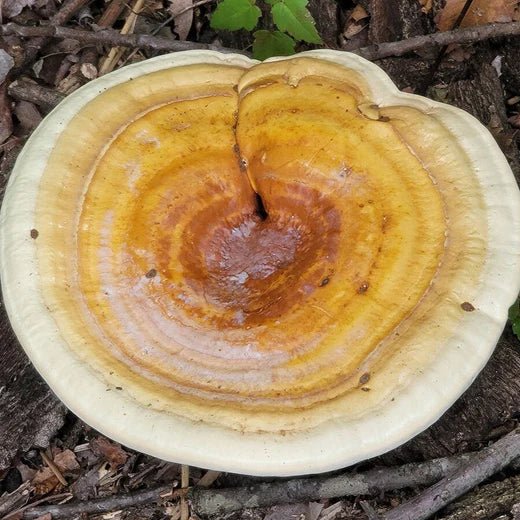 Yellow Reishi mushroom strain (Ganoderma curtisii) - best quality, fresh, mushroom mycelium spawn